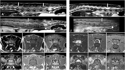 Clinical and magnetic resonance imaging features, and pathological findings of spinal lymphoma in 27 cats